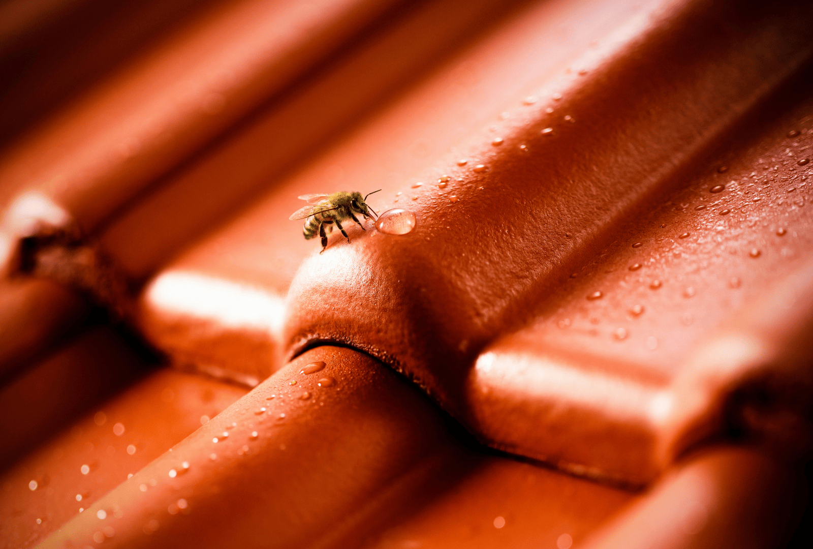 BRAAS Dachsteine-neue-Oberflächenformel-1